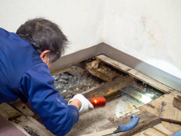 Best Post-Remediation Services in Mattituck, NY